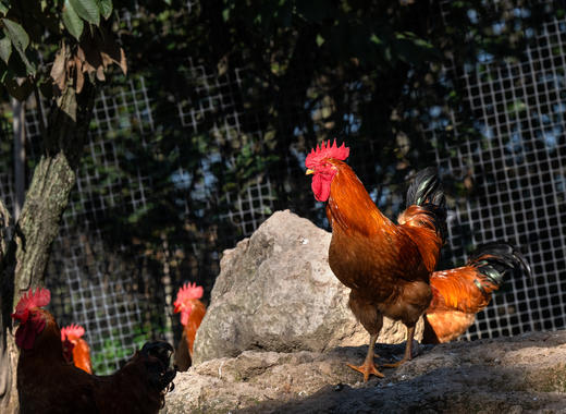 高山散养 会飞的土鸡 拒绝激素 自然慢养 【每周四截单】 商品图2