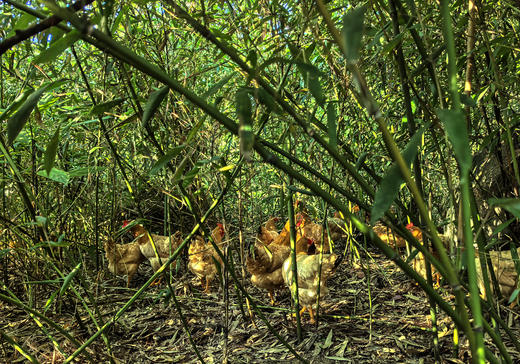 高山散养 会飞的土鸡 拒绝激素 自然慢养 【每周四截单】 商品图9