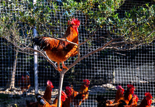 高山散养 会飞的土鸡 拒绝激素 自然慢养 【每周四截单】 商品图6