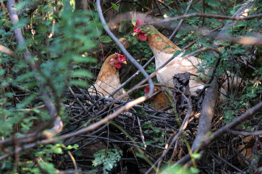 高山散养 会飞的土鸡 拒绝激素 自然慢养 【每周四截单】 商品图5