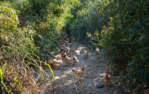 高山散养 会飞的土鸡 拒绝激素 自然慢养 【每周四截单】 商品图3