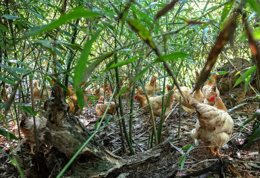 高山散养 会飞的土鸡 拒绝激素 自然慢养 【每周四截单】 商品图4