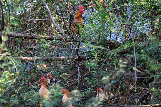 高山散养 会飞的土鸡 拒绝激素 自然慢养 【每周四截单】 商品图7