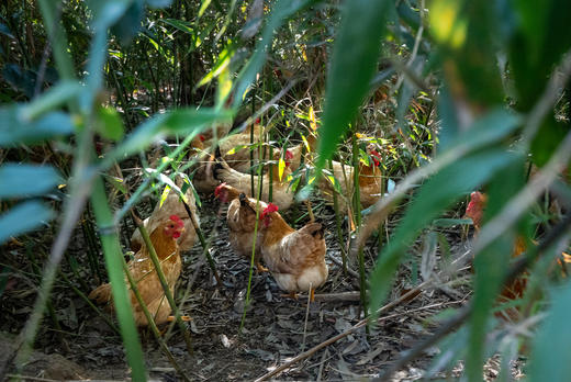 高山散养 会飞的土鸡 拒绝激素 自然慢养 【每周四截单】 商品图11