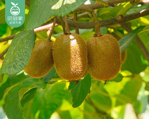 【到手3盒】陕西眉县徐香绿心猕猴桃/1份（约500g*3盒，每盒5-6个） 商品图5