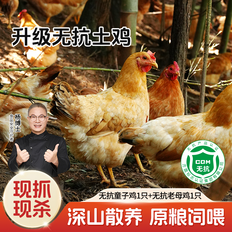 【杨博士自营】产品升级焕新 升级无抗土鸡 童子鸡1只+老母鸡(50型)1只