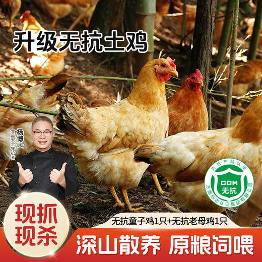 【杨博士自营】产品升级焕新 升级无抗土鸡 童子鸡1只+老母鸡(50型)1只 商品图0