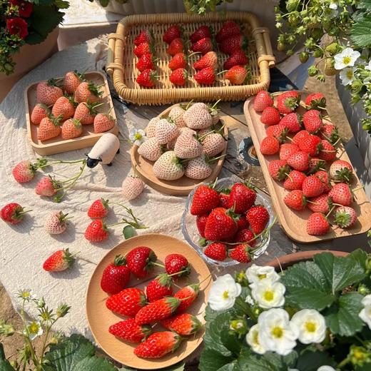 12月20日 番禺·遇见“莓”好 亲子活动1日 | 探秘甜蜜百果园、DIY草莓酱糖葫芦、挖番薯捡鸡蛋、还有美味田园自助餐！可亲子可独立！ 商品图1