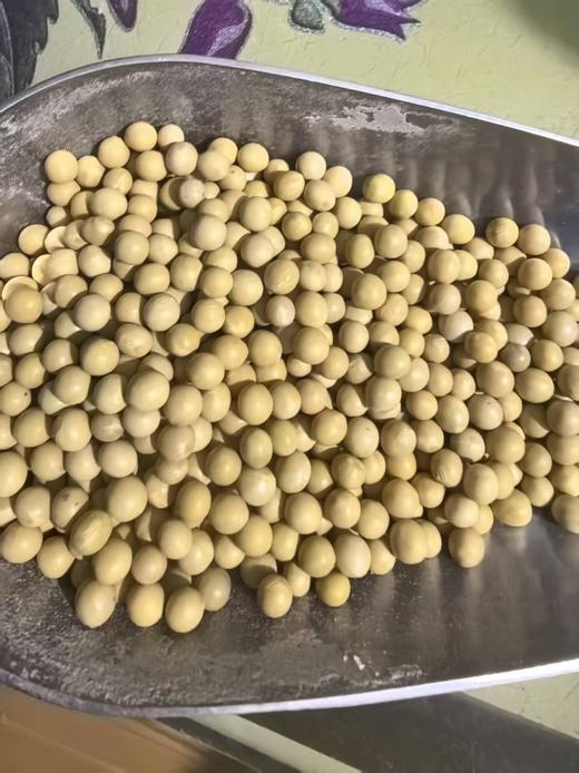 黄豆红豆黑豆绿豆 商品图7