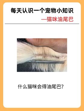 猫咪油尾巴总黏毛？除了擦，这样喂能从根上“去油”