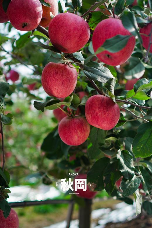 【2025新一批】在苹果的世界里探索更多可能【秋冈®EV苹果】坚持让果实在树上自然成熟，充分发展风味物质 商品图1