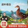 【杨博士自营 秋日进补】1只鸽子+溪水河鸭1只 商品缩略图0