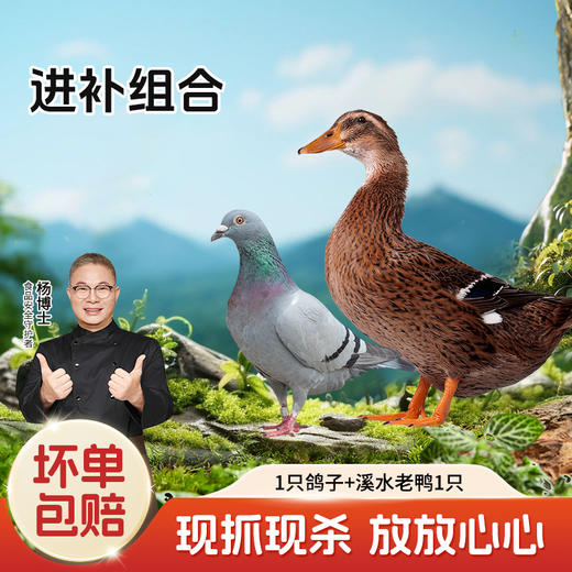 【杨博士自营 秋日进补】1只鸽子+溪水河鸭1只 商品图0