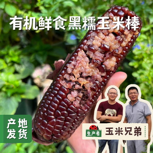 有机鲜食黑糯玉米棒 （非即食需加热食用） | 合作农友生产，来自山西忻州，生产者：玉米兄弟 *【公平贸易农人定价】 商品图0