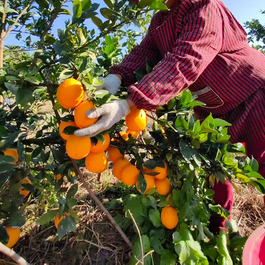 酵素脐橙  3公斤/5公斤装 有机认证 产地直发 商品图1