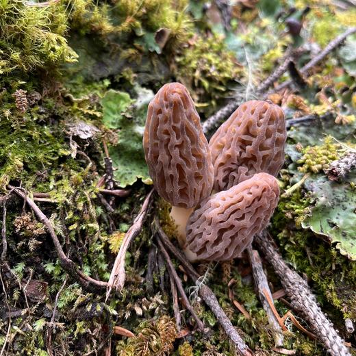 高原野生羊肚菌  50g*1罐 商品图8