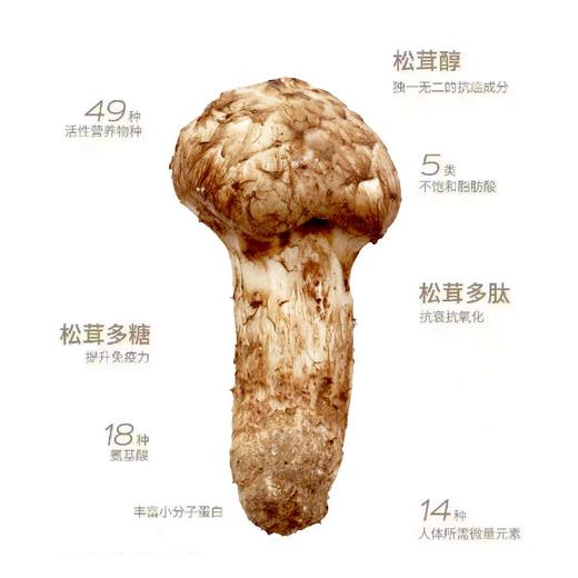松茸干片50g 商品图3