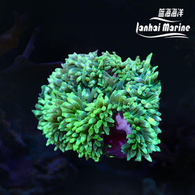 紫肚小丑葵-绿