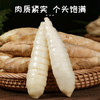 【现挖现发】广东竹薯  农家自种 种竹芋冬粉薯竹笋薯 商品缩略图2