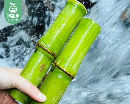 【预售-12月22日配送】三明大田绿皮雪蔗（去头尾，中间段）/1箱（8-10段，2.5kg±100g） 商品图1