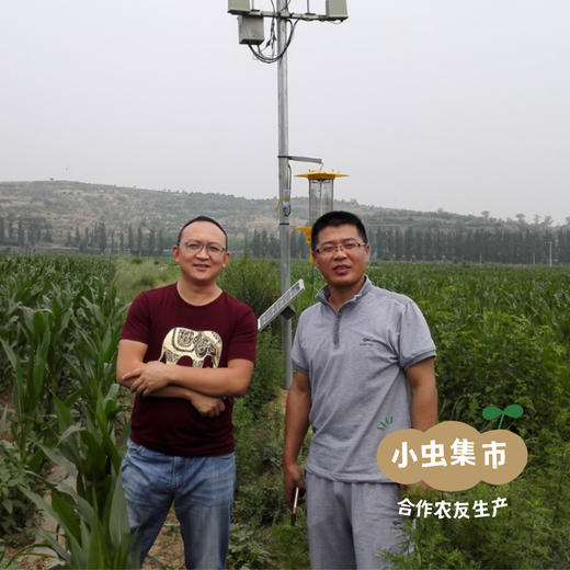 有机鲜食黑糯玉米棒 （非即食需加热食用） | 合作农友生产，来自山西忻州，生产者：玉米兄弟 *【公平贸易农人定价】 商品图3