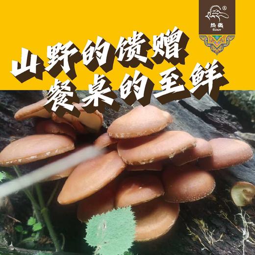 野生香菇【100g】 商品图1