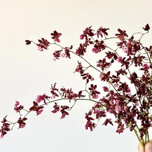 香水文心兰丨草花 商品图1