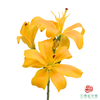 百合-蝴蝶女神黄色 5枝一扎 商品缩略图2