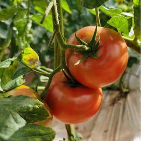 阳瑞有机番茄西红柿 有机种植现摘现发蔬菜【顺丰快递】