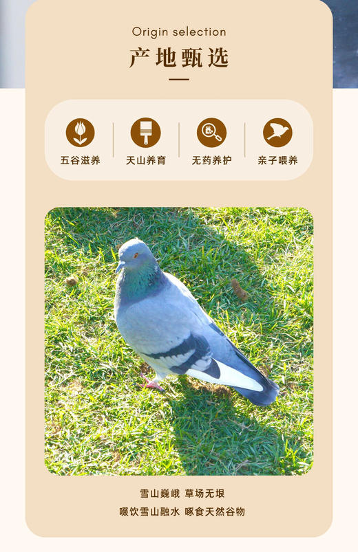 新疆雪山膳鸽礼盒 商品图2