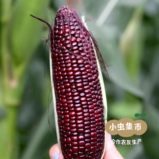 有机鲜食黑糯玉米棒 （非即食需加热食用） | 合作农友生产，来自山西忻州，生产者：玉米兄弟 *【公平贸易农人定价】 商品图7