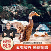 【杨博士自营 粉丝专享特惠】溪水河鸭 杨博士皖南高山散养土鸭 商品缩略图0