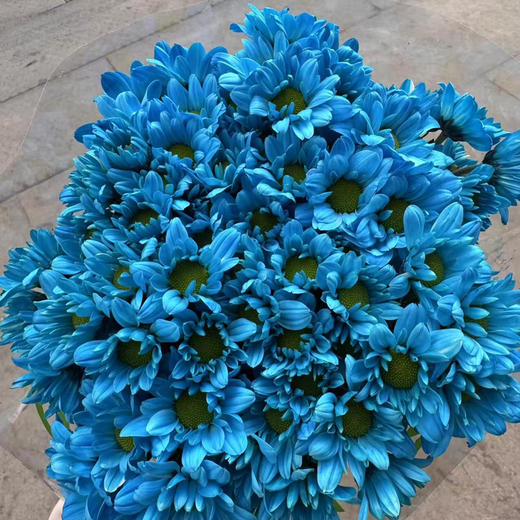 吸色小菊.蓝色 商品图0