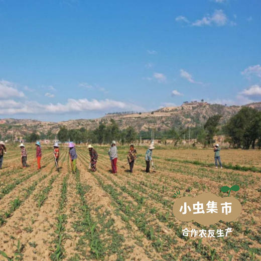 有机鲜食黑糯玉米棒 （非即食需加热食用） | 合作农友生产，来自山西忻州，生产者：玉米兄弟 *【公平贸易农人定价】 商品图8