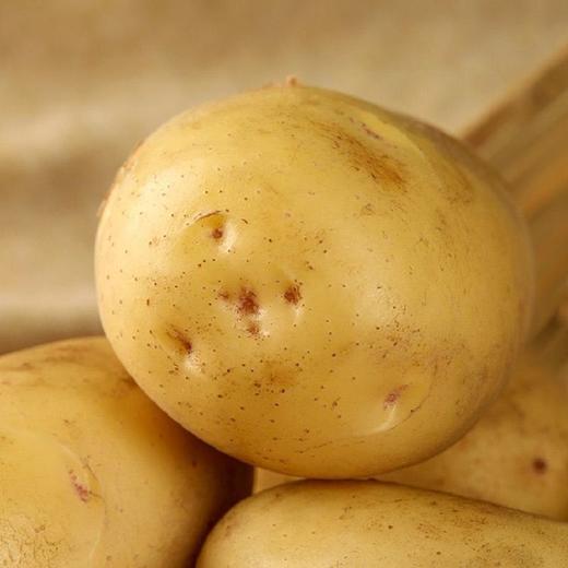土豆 500g 商品图1