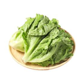 罗马生菜 1颗