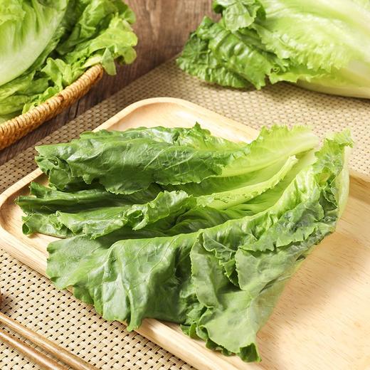 罗马生菜 1颗 商品图2