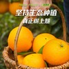 【京东快递】秭归九月红脐橙 专属于秋天的【甜】皮薄肉满 无籽无渣  糖度高达12° 9分甜1分酸10分香 BCS 商品缩略图9