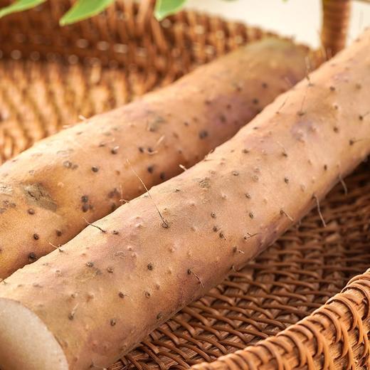 铁棍山药 1根 商品图3