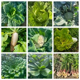 健源蔬菜组合 小叶乌塌菜、包菜、大白菜、青萝卜、上海青、小黄姜（嫩）、甜菜根、冬瓜、芥菜疙瘩、黑白菜 、胡萝卜、饺子菜、沙拉菜露天酵素种植蔬菜任意组合【京东快递】