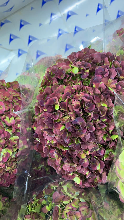 绣球 | 红秋【因季节原因，有色差，介意慎拍】 商品图1