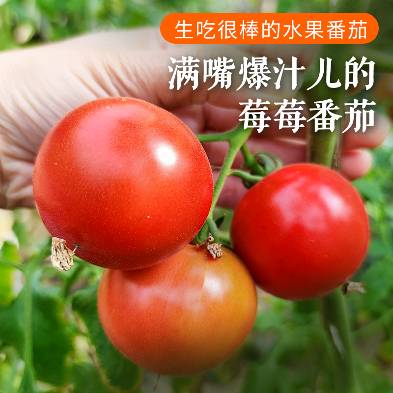 【超好吃 一口爆浆的莓莓番茄】农家莓莓番茄 原味一号  酸甜多汁  水果西红柿  适合生吃  一口爆浆  450g