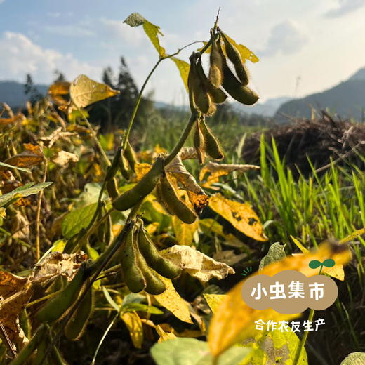 生态老品种黑豆 450g/袋 | 合作农友生产，来自贵州黎平洋侗村，生产者：杨邦荣 ＆【公平贸易农人定价】 商品图5