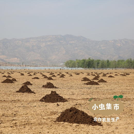 有机鲜食黑糯玉米棒 （非即食需加热食用） | 合作农友生产，来自山西忻州，生产者：玉米兄弟 *【公平贸易农人定价】 商品图11