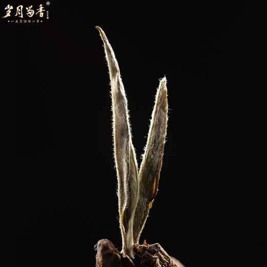 岁月留香·2022冰岛老树牡丹 单饼 350g 商品图4