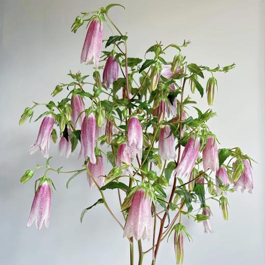 紫斑风铃丨草花 商品图2