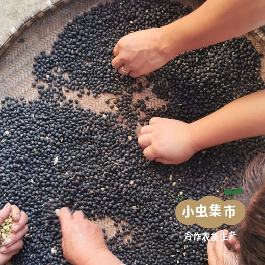 生态老品种黑豆 450g/袋 | 合作农友生产，来自贵州黎平洋侗村，生产者：杨邦荣 ＆【公平贸易农人定价】 商品图10