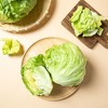 球生菜 1颗（次日达/配送到家） 商品缩略图2