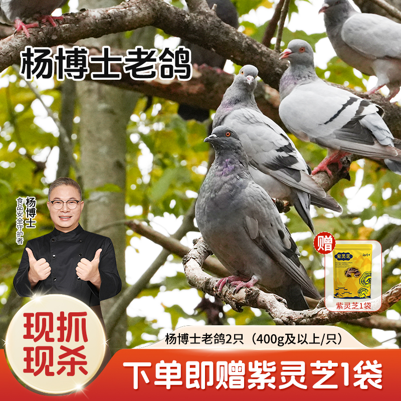 【杨博士自营 老鸽子】杨博士老鸽(400g及以上/只)