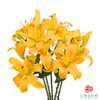 百合-蝴蝶女神黄色 5枝一扎 商品缩略图0